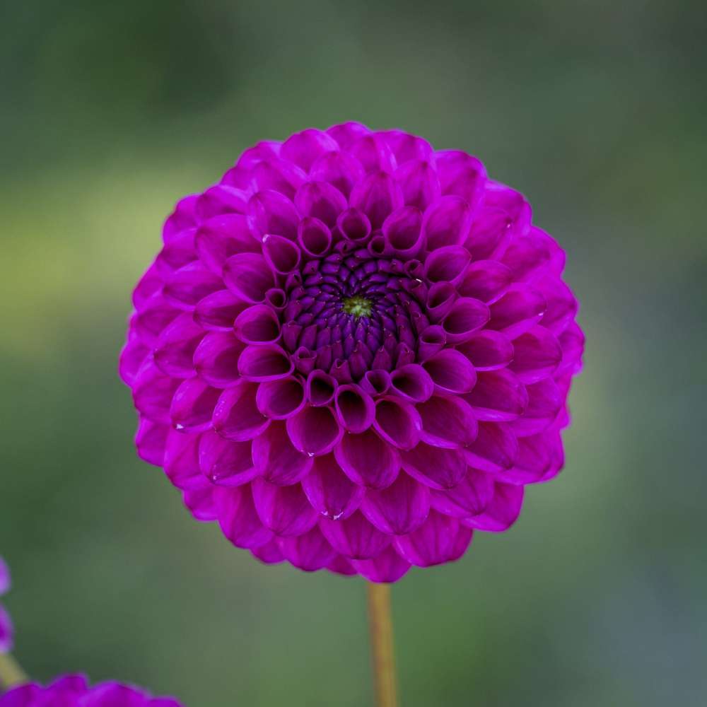 Dahlia 'Cryfield Harmony'
